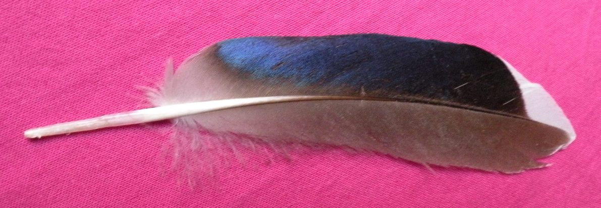 penna germano reale